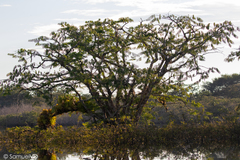 Macrolobium acaciifolium