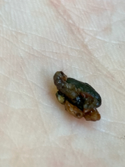 Glossosoma