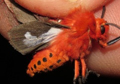 Hyperthaema perflammans