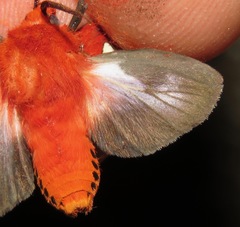 Hyperthaema perflammans