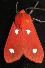 Hyperthaema perflammans