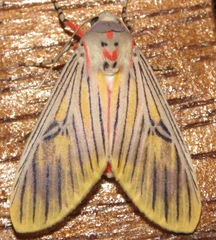 Idalus sublineata