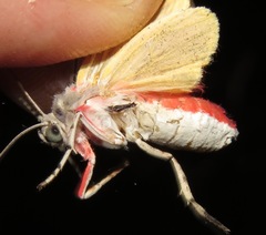 Idalus sublineata