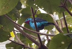 Cotinga cayana