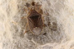 Holcostethus limbolarius