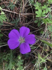 Geranium potentillifolium