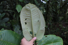 Meriania macrophylla