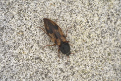 Stropenron hieroglyphica