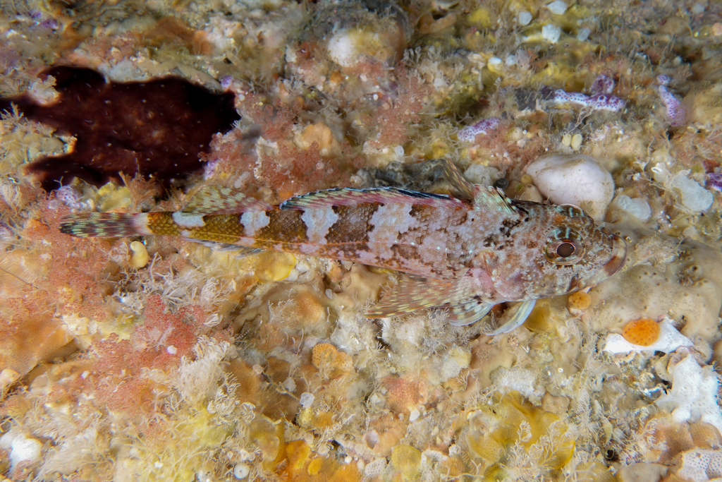 Scaly Headed Triplefin