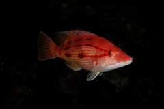 Bodianus unimaculatus