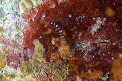 Notoclinops caerulepunctus