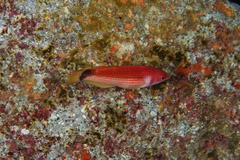 Pseudolabrus miles