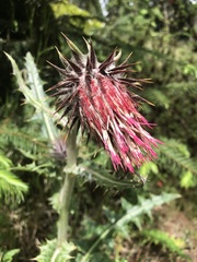 Cirsium anartiolepis