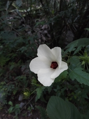Hibiscus acicularis