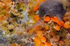 Notoclinops yaldwyni