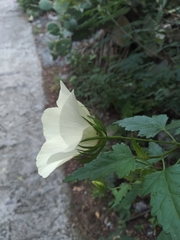 Hibiscus acicularis
