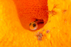 Forsterygion maryannae