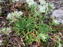 Paronychia argyrocoma