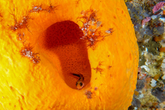 Forsterygion maryannae