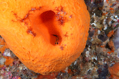 Forsterygion maryannae