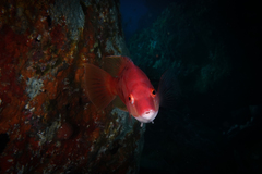 Bodianus unimaculatus