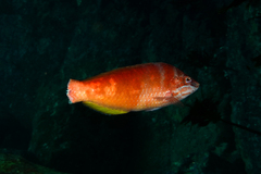 Pseudolabrus luculentus