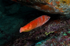 Pseudolabrus luculentus