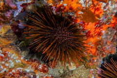 Heliocidaris tuberculata