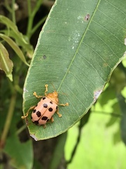 Podontia quatuordecimpunctata