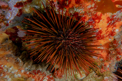 Heliocidaris tuberculata