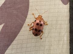 Podontia quatuordecimpunctata