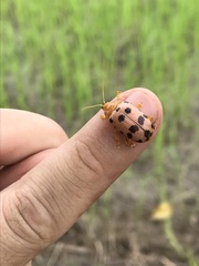 Podontia quatuordecimpunctata