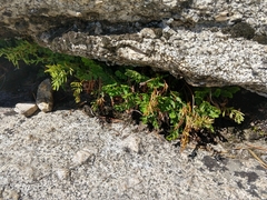 Cryptogramma acrostichoides