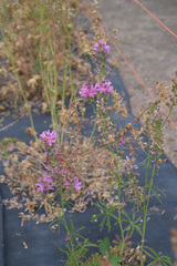 Sidalcea cusickii