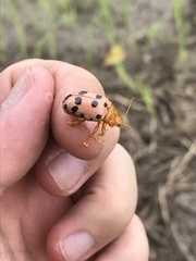 Podontia quatuordecimpunctata