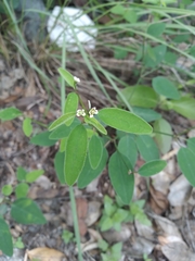 Euphorbia montereyana