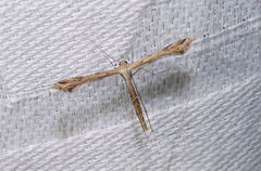 Stenoptilodes brevipennis
