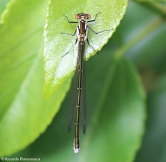 Antiagrion