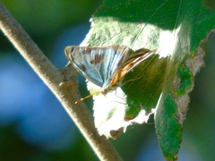 Dynamine postverta mexicana