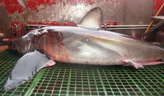 Isurus paucus