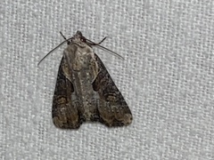 Lateroligia ophiogramma