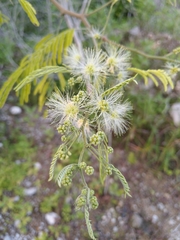 Havardia albicans