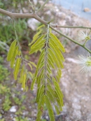 Havardia albicans
