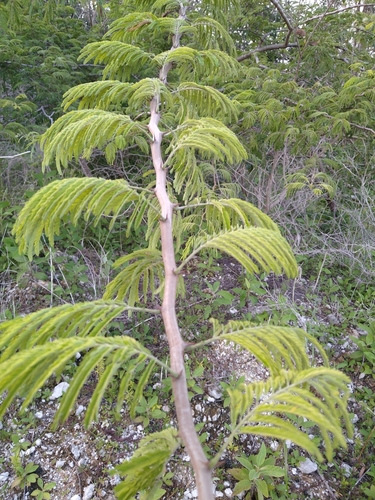 Havardia albicans, photograph 3