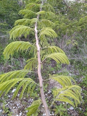 Havardia albicans