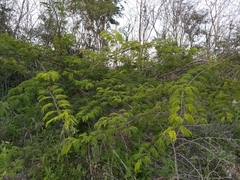 Havardia albicans