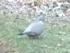 Columba palumbus