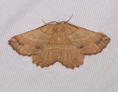 Euchlaena johnsonaria