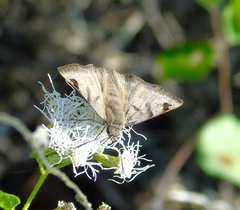 Arteurotia tractipennis