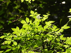 Solanum appendiculatum